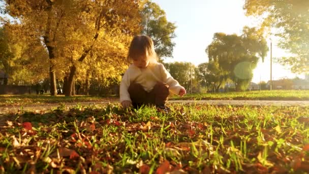 Маленький ребенок рассматривает желтые листья на зеленой лужайке в осеннем парке, освещенном теплым солнечным светом — стоковое видео