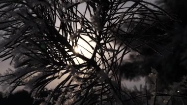 ladin iğne ile güneşin parlaması parlar. ladin iğne hoarfrost ile kaplıdır. arka plan karşı çam dalı kış güneşi silüeti. yakın çekim.