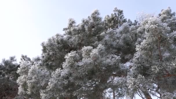 Kiefernzweige mit Raureif bedeckt in einem Winterpark, vor blauem Himmel. frostiger Morgen im Wald. — Stockvideo