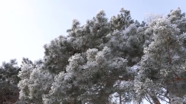 Tall grenar täckta med rimfrost i en vinter park, mot en blå himmel. Frostig morgon i skogen. — Stockvideo