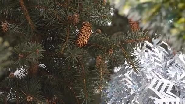 Les cônes pèsent sur les branches mangées en gros plan. Sapin de Noël décoré avec des jouets et tinsel .