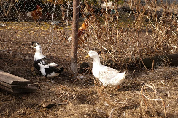 Canards Reproducteurs Dans Maison Dans Cour Oiseau Domestique — Photo