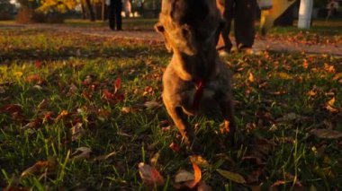 meraklı güzel köpek yüzünü kamera lense pokes. metresi ona köpek tasma parkta sonbaharda yürür