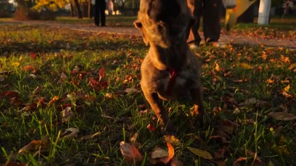 Ciekawy, piękny szczeniak wyśmiewa jego twarz w obiektyw aparatu. pani idzie jej pies na smyczy w parku jesienią — Wideo stockowe
