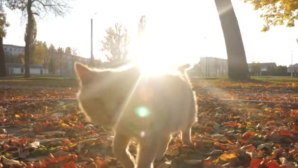 Kíváncsi gyömbér macska séta a parkban, a naplementét néz ki a kamera lencséje és meows — Stock videók