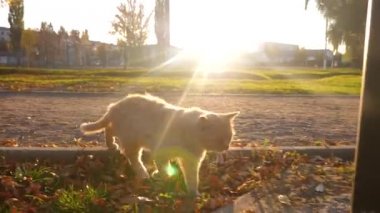 Günbatımında bir parkta bir yol boyunca yürüyüş güzel zencefil kedi