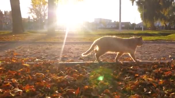 Красивая рыжая кошка, идущая по тропинке в парке, освещенная лучами солнца — стоковое видео