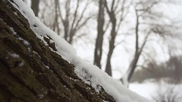 Bílé LED sněhu leží na kůru v destinaci winter park — Stock video