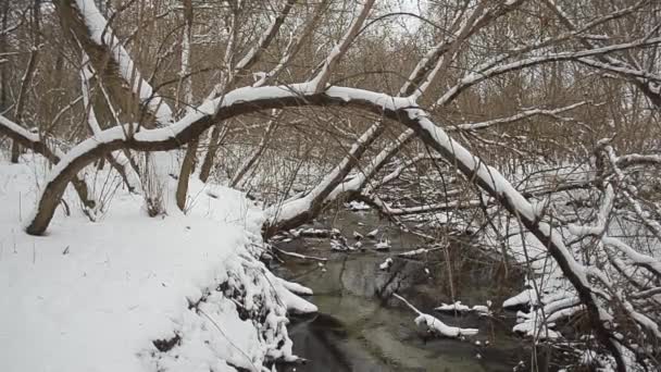 Поток, усеянный ветвями деревьев, переносится первым осенним снегом . — стоковое видео