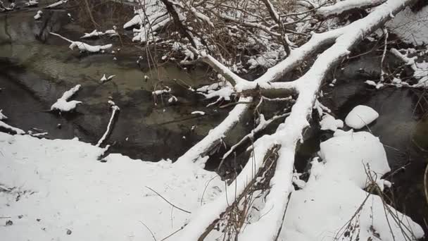 Ström, fylld med grenar av träd, bars av första hösten snö. — Stockvideo