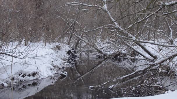 Winter creek in besneeuwde koud bos — Stockvideo