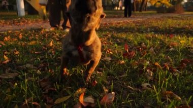 Meraklı güzel köpek yüzünü kamera lense pokes. Metresi köpeğini üstünde kira kontratı Park'sonbahar ' ın bahçesinde içeri girer