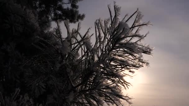 Fichtennadeln sind mit Raureif bedeckt, Silhouette von Kiefernzweigen vor dem Hintergrund der Wintersonne. Nahaufnahme. im Park im Winter strenger Frost. — Stockvideo