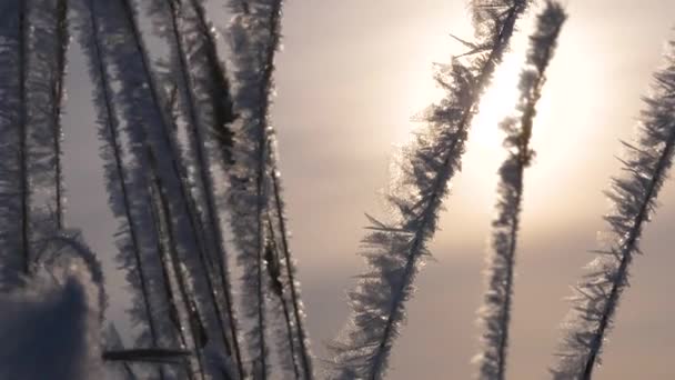 Το χειμώνα, ξηρό γρασίδι είναι καλυμμένο με λευκό παγετό. γκρο πλαν. Ανατολή ηλίου πάνω από το δάσος του χειμώνα. — Αρχείο Βίντεο