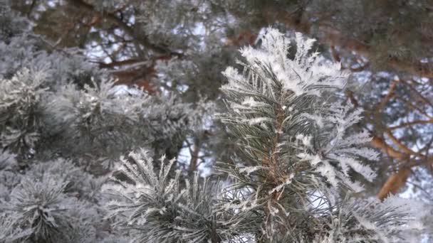 Kış park şiddetli Don. Yeşil Çam iğneleri hoarfrost ile kaplı. yakın çekim — Stok video