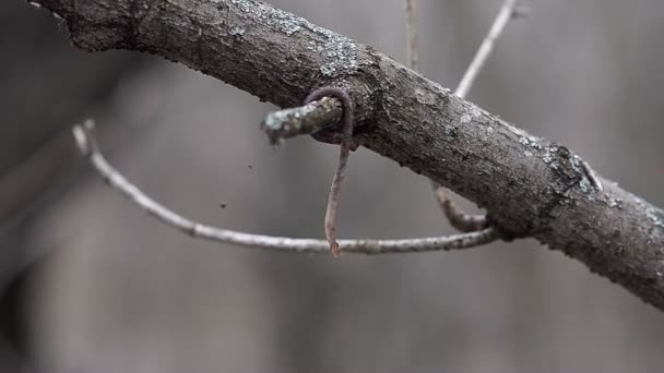 Rode lange Aardworm kruipen op een boomtak. Close-up — Stockvideo