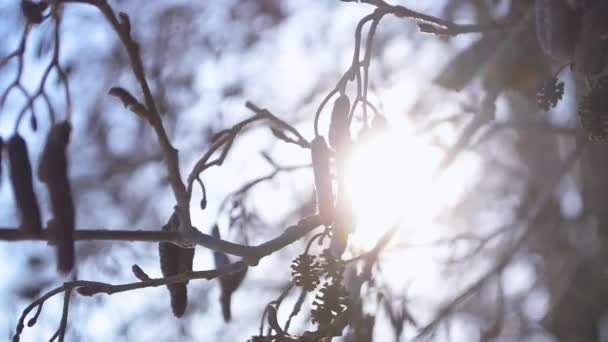 Boom in de winter, hangende oorbellen elzen in de felle winterzon. Close-up — Stockvideo