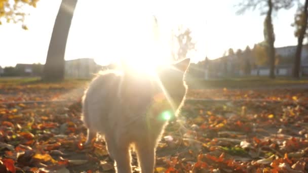 Kíváncsi gyömbér macska séta a parkban, a naplementét néz ki a kamera lencséje és meows — Stock videók