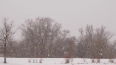 Kış parkında kar yağıyor. Ağaçlar karla kaplı. Yavaş çekim..