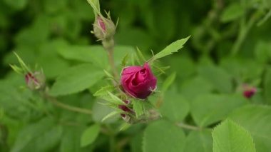 Bahçe rüzgar sallanan Bud kırmızı gül
