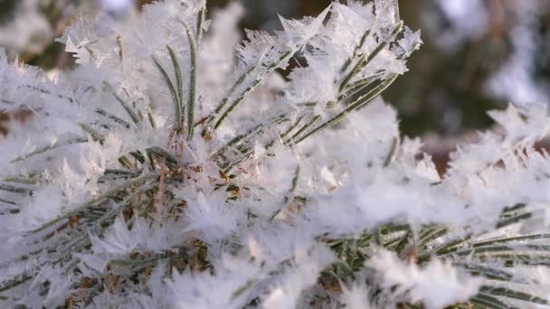 Bellissimi rami di pino ricoperti di gelo nella foresta invernale. primo piano — Video Stock