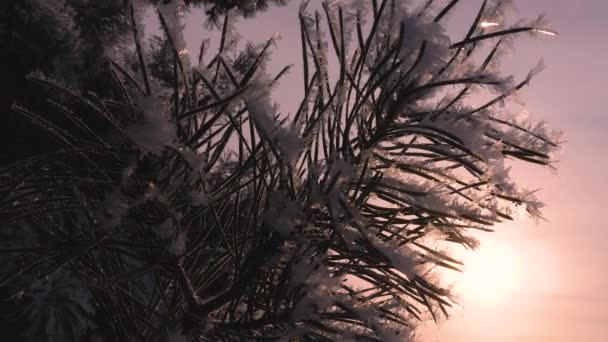 Agujas de abeto están cubiertas de escarcha, silueta de rama de pino contra el fondo del sol de invierno. Primer plano. en el parque en invierno, heladas severas . — Vídeos de Stock