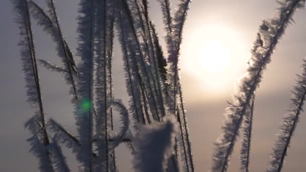 Im Winter ist trockenes Gras mit weißem Frost bedeckt. Nahaufnahme. Sonnenaufgang über dem Winterwald. — Stockvideo