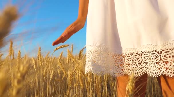Руки дівчини торкаються зрілих вух пшениці, повільний рух, крупним планом — стокове відео