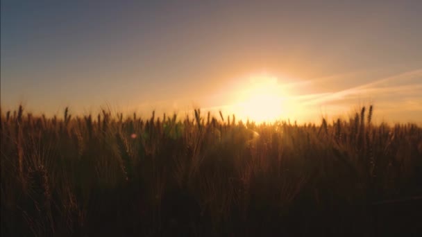 Belo campo de trigo em raios de pôr do sol amarelo. Movimento lento. Orelhas maduras de trigo ao sol. close-up — Vídeo de Stock