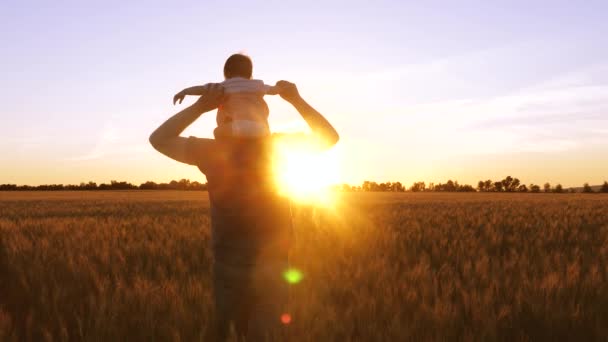 Táta s malým dítětem na ramenou jde na žluté pole s pšenicí v paprscích krásný západ slunce. — Stock video