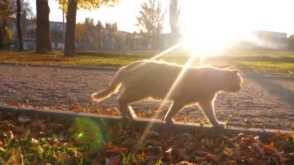 Bonito gato gengibre caminhando ao longo do caminho no parque iluminado por feixes de sol — Vídeo de Stock