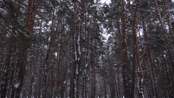 Снег падает с высоких сосен. Прекрасный зимний парк Рождества. Медленное движение. Зимний пейзаж в лесу . — стоковое видео