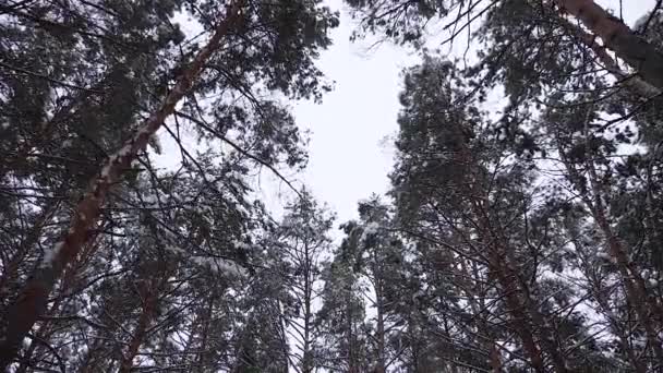 Прекрасный зимний парк Рождества. Снег падает с высоких сосен. Медленное движение. Зимний пейзаж в лесу . — стоковое видео