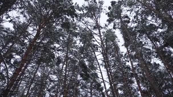 森の中の冬の風景です。美しい冬クリスマス公園。高松から雪が降っています。スローモーション. — ストック動画