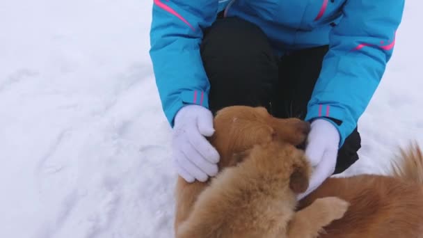 Девушка ласкает собаку и щенка в зимний морозный день. Собаки играют со своим хозяином на снежной дороге. Зима. Животные — стоковое видео