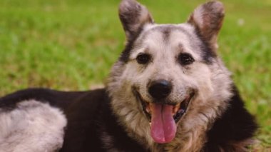 büyük köpek yeşil çimenlerin üzerinde yatıyor ve evin korur. büyük tüylü köpek yaz aylarında sıcak oldu. köpek onun dilini soktu ve derin nefes alır