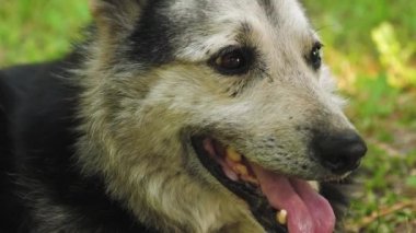 Dilini damping gölgede'nın bahçesinde mutlu köpek yatıyor.