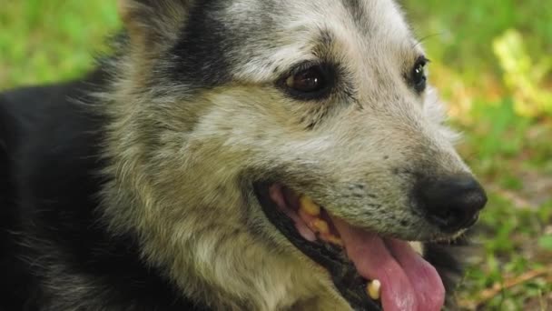 Happy dog lies on lawn in shade dumping his tongue. — Stock Video