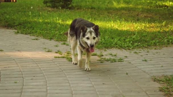 Cane cammina attraverso il parco estivo, buttando fuori la lingua dal calore. Rallentatore — Video Stock