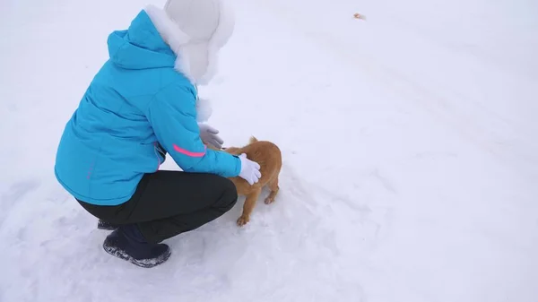 Mädchen streichelt Hund und Welpe an frostigen Wintertagen. Hunde spielen mit ihrem Herrchen auf verschneiter Straße. Winter. Haustiere — Stockfoto