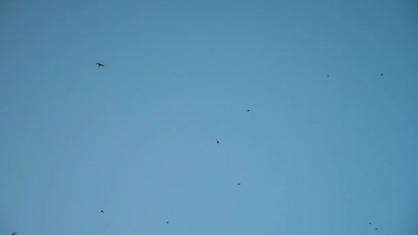 Las aves vuelan y giran alto en el cielo azul. bandada de golondrinas vuela maravillosamente en el cielo azul — Vídeos de Stock