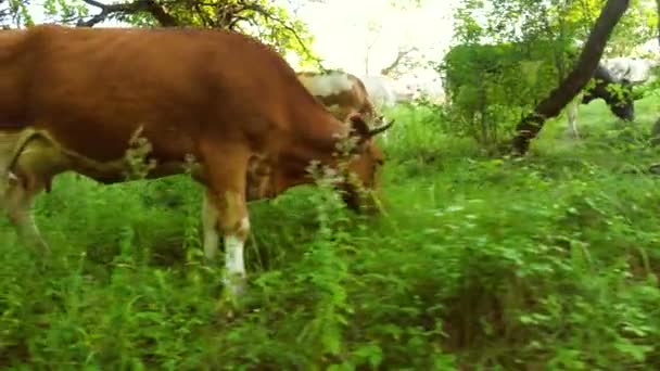 Barna tehenek legelnek a zöld gyep az árnyékban a forró nyári napon. Hazai szarvasmarha. Élelmiszer- és ellátás szarvasmarha — Stock videók