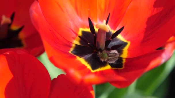 Bee verzamelt nectar in mooie rode bloem. Tuin bee werkt in poppy. Close-up — Stockvideo