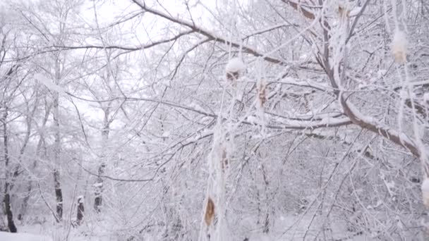 Bílý sníh leží na větve stromů v zimě parku