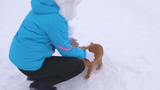 Tyttö taputtaa koiria. Rakastajatar hyväilee koiriaan kadulla talvella kävellen valkoisella lumella. Rakastan lemmikkieläimiä. Joulu — kuvapankkivideo