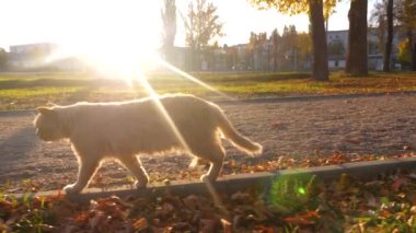 Güzel zencefil kedi parlama günbatımı şehir parkının yolda yürüyor