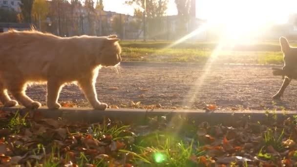 太陽の梁に照らされて美しい生姜猫が公園内のパスに沿って歩いています。 — ストック動画