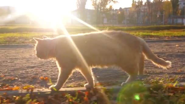Macska sétál a parkban, a lenyugvó nap sugarai. Háziállat — Stock videók