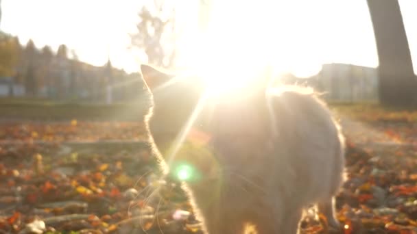 Macska sétál a parkban, a lenyugvó nap sugarai. Háziállat — Stock videók