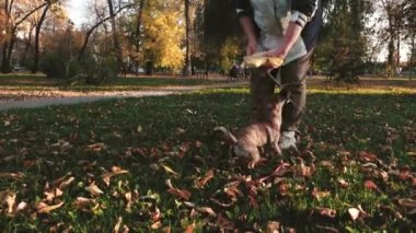 Köpek sahibi güneş ayarlama parlama parkında ve sopa ile oynuyor. Bakım ve Evcil hayvan için eğitim